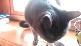 ამ კატას იმდენად უყვარს არაჟანი, რომ ჭამის დროს სასწაულ ხმებს გამოსცემს (სახალისო ვიდეო)