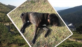 ბიჭმა მთებში იპოვა ცოცხალ-მკვდარი ძაღლი, რომელსაც საყელურზე ტელეფონის ნომერი ეწერა