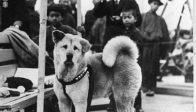მსოფლიოში ყველაზე ერთგული ძაღლის, ჰაჩიკოს იშვიათი ფოტოები