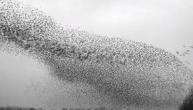 ფრინველების გუნდმა ცაზე ულამაზესი "ცეკვა" შეასრულა (+ვიდეო)