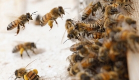 რატომ მოახდინა საცხოვრებელი სახლის ოკუპაცია აგრესიული ფუტკრის ნაყარმა 