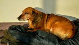 ერთგული ძაღლი გარდაცვლილ პატრონს საავადმყოფოში თითქმის ერთი წელი ელოდა... (+ვიდეო)