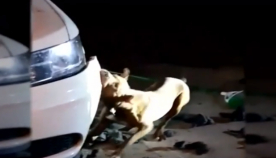 მოკალით ეს ძაღლი!- ქალი პოლიციელს ეჩხუბებოდა და ინციდენტს ვიდეოზე იღებდა: ავტომობილი ცხოველის სიცოცხლის სანაცვლოდ