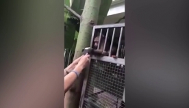 მაიმუნმა სელფის მოყვარულს ტელეფონი მოპარა (+ვიდეო)