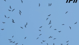 ბათუმს მილიონამდე მტაცებელმა ფრინველმა გადაუფრინა (+ფოტო & ვიდეო)