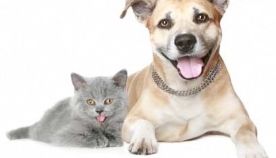 რატომ კნავიან კატები და რატომ ყეფენ ძაღლები?