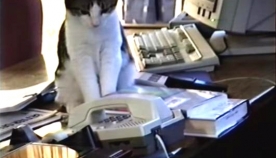 კუდიანი მდივანი: კატა ოფისში ტელეფონის ზარებს პასუხობს (+ვიდეო)