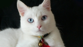 თეთრი კატები