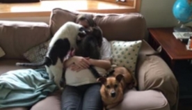 კატებისა და ძაღლის რეაქცია ფეხმძიმე პატრონზე (+ვიდეო)
