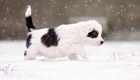 ორგანიზმის ჰიპოთერმია (გადაციება) ძაღლებში - როგორ მოვუაროთ ძაღლს ცივ ამინდში?