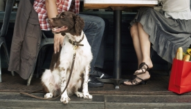 ძაღლებს ნიუ-იორკის რესტორნებში შეუშვებენ