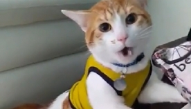 ფეხბურთის გულშემატკივარმა თავის კატას სიტყვა  "გოლ" ასწავლა (სახალისო ვიდეო)