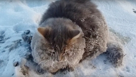 წყვილმა გადაარჩინა კატა, რომელსაც  თათები  მიწაზე მიეყინა (+ვიდეო)