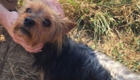 ერთგულმა ძაღლმა დაკარგული 3 წლის ბავშვი მშობლებს სიმინდის ყანაში აპოვნინა (+ვიდეო)