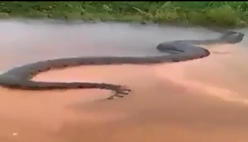 ბრაზილიელმა მეთევზემ გადაიღო უზარმაზარი ანაკონდა, რომელიც მდინარეზე მშვიდად მიცურავდა (+ვიდეო)