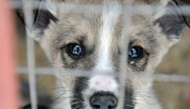 პოლონეთში თავშესაფრიდან ძაღლის აყვანის მსურველებს 120 ევროს გადაუხდიან