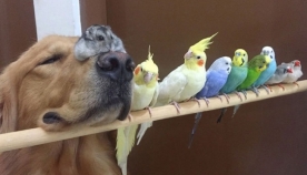 ძაღლი, ზაზუნა და 8 ჩიტი - განსაკუთრებულად საყვარელი მეგობრობა (+ფოტო)