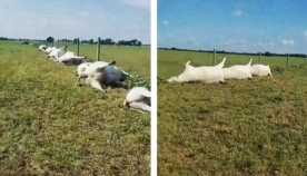ტეხასში ელვამ ერთი დარტყმით 23 ძროხა მოკლა