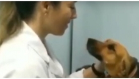 ძაღლის საოცარი რეაქცია ვეტერინართან ვიზიტისას (ემოციური ვიდეო)