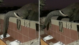 წყურვილით შეწუხებულმა სპილომ ტურისტებს საშხაპეში მიაკითხა (+ვიდეო)