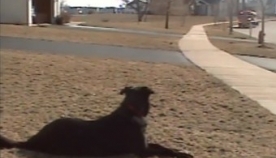ვერც კი წარმოიდგენთ, რატომ დგას ეს ძაღლი გზაზე (+ვიდეო)