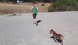 3 დღის დაბადებული ცხენი პატრონს ძაღლივით თან დაჰყვება (+ვიდეო)