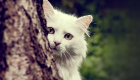 რატომ “იჭედებიან” კატები ხშირად ხეებზე?
