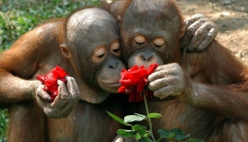 ცხოველები ყვავილის სურნელით ტკბებიან! (+ფოტო)