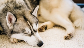 სპეციალისტების დასკვნით, ძაღლები ადამიანების მსგავსად ინფორმაციას ძილის დროს იმახსოვრებენ