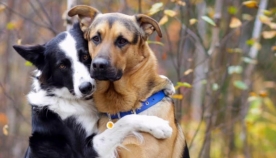 როგორი რეაქცია აქვს ძაღლს, როდესაც ეკითხებიან, ვინ არის მისი საუკეთესო მეგობარი... (+ვიდეო)