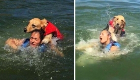 აი, რატომ არ უნდა ჩახვიდეთ წყალში საცურაოდ ძაღლთან ერთად: გოგონა ოთხფეხა მეგობართან ერთად ტბაზე დასვენების ფოტოებს სოციალურ ქსელში აქვეყნებს