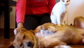 კატას პატრონი ჭირდებოდა, მან გადაწყვიტა ძაღლს სახლში გაყოლოდა (+ვიდეო)