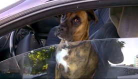 ძაღლის საოცარი რეაქცია, როცა მას პოლიციელმა მართვის მოწმობა მოსთხოვა (+ვიდეო)