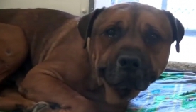 ძაღლი მიხვდა, რომ პატრონმა თავშესაფარში მიატოვა და გულმოკლული ტირის (ემოციური ვიდეო)