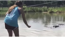 მამაცი გოგონა 4-მეტრიან ალიგატორს საკუთარი ხელიდან აჭმევს (+ვიდეო)