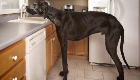 ზევსი - მსოფლიოში ყველაზე დიდი ძაღლი