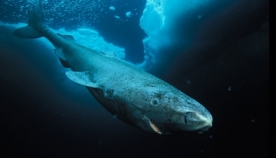 მეცნიერების აღმოჩენა: "გრენლანდიური ზვიგენი 400 წელი ცოცხლობს"