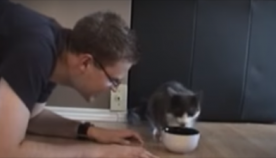 პატრონი შეეცადა კატისთვის საკვები წაერთმია, რას აკეთებს ამ დროს შინაური ცხოველი? (+ვიდეო)