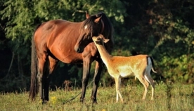 დაობლებული ირმის ნაშიერი ყოველ დილით საძოვარზე აკითხავს ცხენს, რომელიც დედა ჰგონია