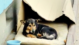 ძაღლი, რომელიც მუყაოს ყუთში ცხოვრობდა (+ვიდეო)
