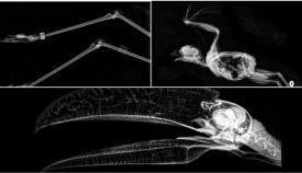 ორეგონის ზოოპარკმა გამოაქვეყნა ცხოველების რენტგენის ფოტოები: როგორ გამოიყურება მფრინავი მელა, პითონი, თახვის კუდი?