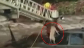 მაშველებმა მანქანიდან მდინარეში ჩავარდნილი პატრონი და ძაღლი ამოიყვანეს (ემოციური ვიდეო კადრები)