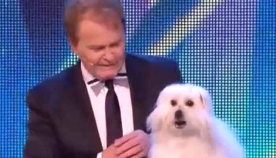 ძაღლი, რომელიც 5 ენაზე ლაპარაკობს - ბრიტანული ”ნიჭიერის” ჟიურის წევრები სიცილისგან ცრემლს ვერ იკავებენ! (+ვიდეო)