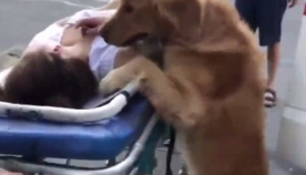 ექიმებმა ვიდეოზე გადაიღეს ძაღლი, რომელიც გონებადაკარგულ პატრონს გვერდიდან არ შორდებოდა (ემოციური ვიდეო)