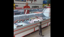 კატა ყოველდღე აკითხავს ხორცის მაღაზიას, სადაც თბილად უმასპინძლდებიან (სახალისო ვიდეო)