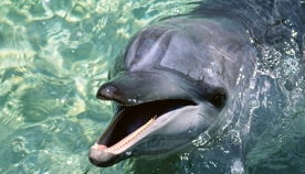 როგორ წყალს სვამენ ვეშაპები და დელფინები?