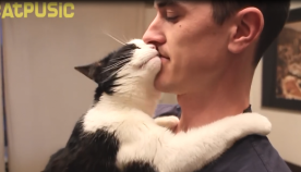 უსაყვარლესი კატა, რომელსაც ძალიან უყვარს კოცნა და ჩახუტება (სახალისო ვიდეო)