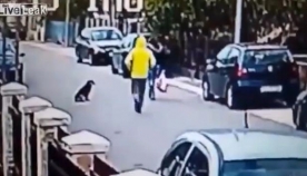 ვიდეოკამერამ დააფიქსირა, თუ როგორ გადაარჩინა უსახლკარო ძაღლმა ქალი მძარცველისგან (+ვიდეო)
