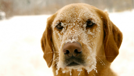 ვინც ძაღლს სიცივისა და ყინვის დროს ეზოში დატოვებს, გადაიხდის სოლიდურ ჯარიმას (+ვიდეო)