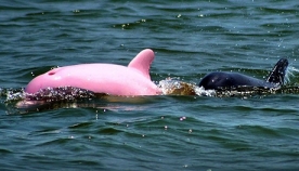 იშვიათი მოვლენა: ვარდისფერი შეფერილობის დელფინი (+ვიდეო)